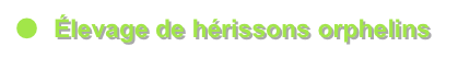 ●	Élevage de hérissons orphelins